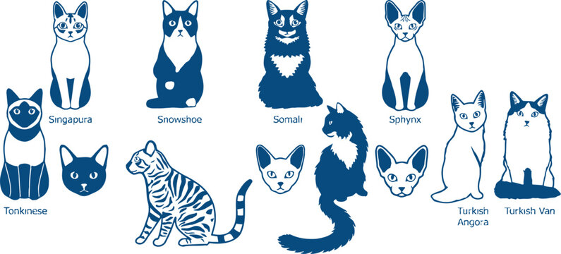 Cat Color Identification Types Of Cats Colors Chart
