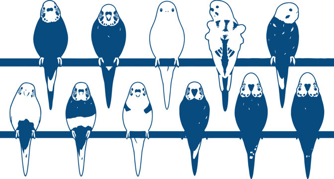 Group of parakeets or budgies perched on two horizontal bars