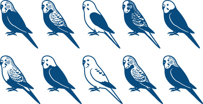 Collection of various blue and white parakeets or budgies in different poses