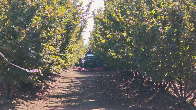 Farmer operating a tractor in a hazelnut orchard.