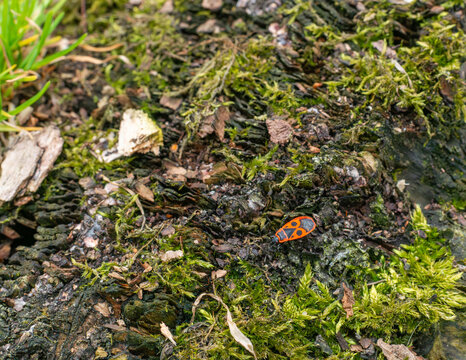 Red and black firebug crawls across mossy tree bark with small wood fragments and green moss. The close natural detail shows insect habitat, forest floor texture, macro wildlife, bark surface, and spr