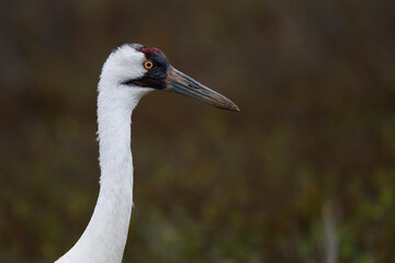 Naklejka premium Whooping Crane Portrait