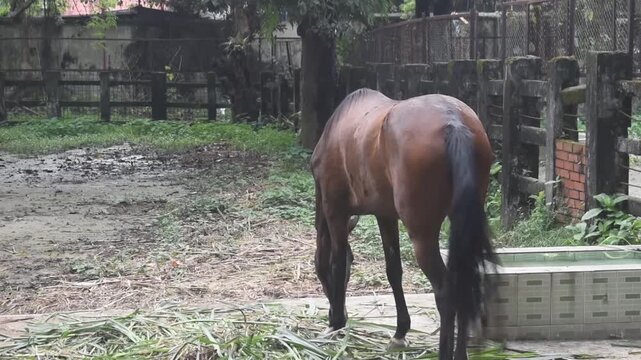 A magnificent brown horse stands near a water trough in a rural farmyard.