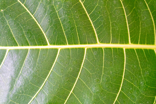 close-up highlighting the texture and pattern of the leaf surface. parallel lateral veins extending towards the edge of the leaf, resembling a herringbone pattern