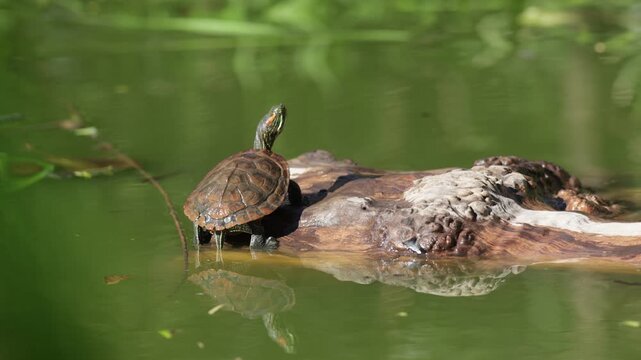 A red-eared slider turtle sits on an old piece of driftwood. Close-up