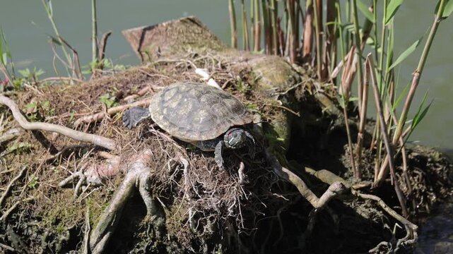 A red-eared slider turtle sits on an old piece of driftwood. Close-up