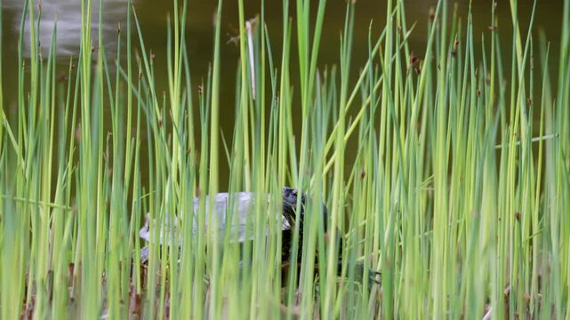 Red-eared slider turtle basks in the sun by a pond
