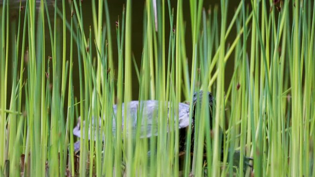 Red-eared slider turtle basks in the sun by a pond
