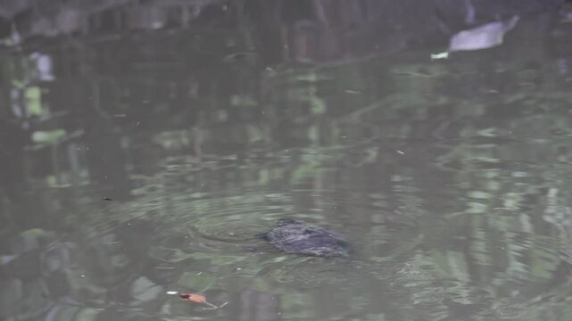 A red-eared slider turtle swims along the water in a pond