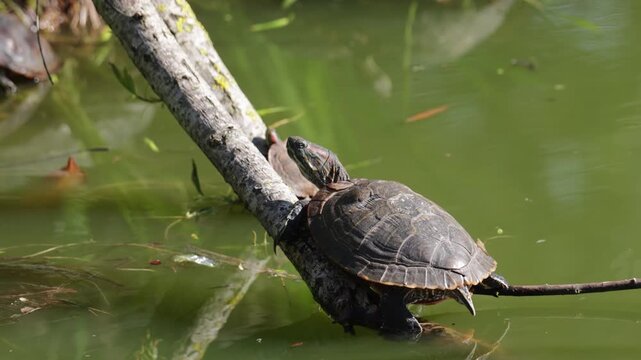 A red-eared slider turtle sits on an old piece of driftwood. Close-up
