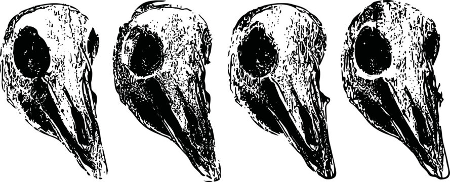 Set of four vintage bird skull illustrations with detailed textures and shading