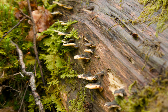 Close-up of fungi growing along a moss-covered fallen log in a forest environment