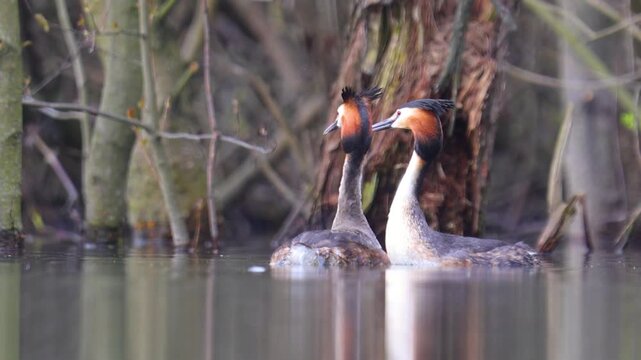 A couple of great grebes swim on the lake