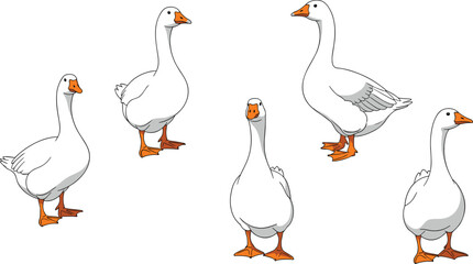 White domestic geese vector set. Hand-drawn geese in standing and walking poses. Fun farm wildlife illustrations for kids, education, and creative domestic bird projects. © KOSAKA