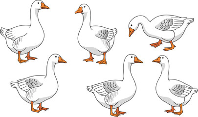 White domestic geese vector set. Hand-drawn geese in different standing and walking poses. Fun farm wildlife illustrations for kids, education, and creative bird projects. © KOSAKA