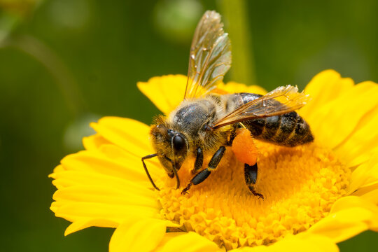 Honey Bee - Apis mellifera, common popular eusocial flying insect native to meadows and woodlands of mainland Afro-Eurasia, Czech Republic.