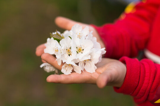 Close-up side view of a Boy holding a handful of freshly picked white flowers