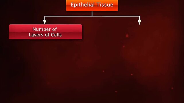 Types and classification of epithelial tissue.