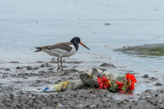 Eurasian Oystercatcher near plastic waste on mudflat at Erangal Beach, India