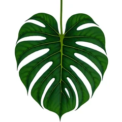 Teal monstera leaf tropical plant jungle foliage detailed veins on white. © SHAHADAT
