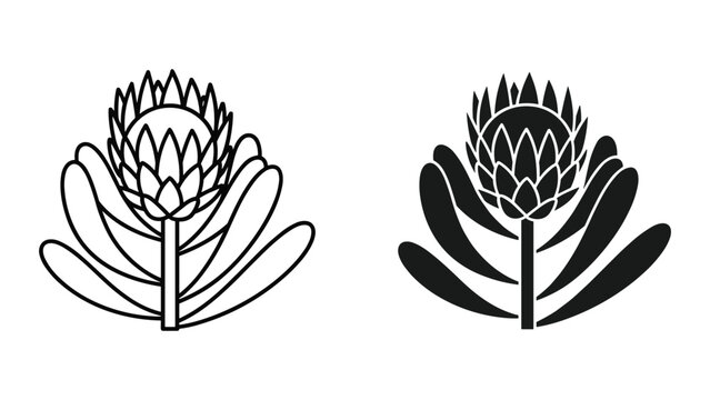 Two black and white vector illustrations of a stylized protea flower on white background