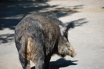 wild boar pig © klavisha