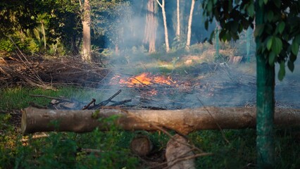 Burning branches and dry brush clearing land for cultivation in rural forest area © FranciscoJavier