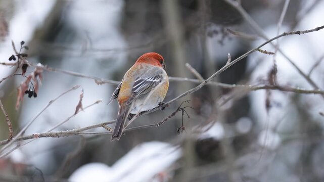 Close-up of a pine grosbeak in winter 