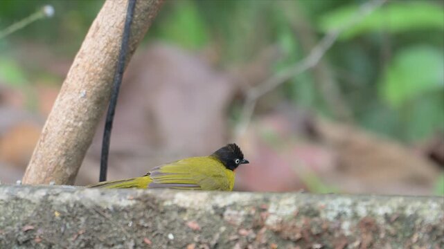 Video of Flame throated bulbul bird bathing and splashing in water while perched on a stone ledge. Red throat patch adds vibrant contrast to its feathers. Soft, blurred green background