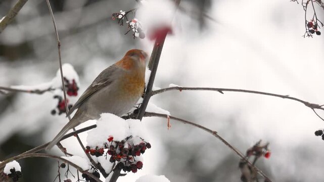 Close-up of a pine grosbeak in winter 