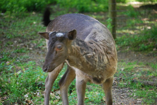 white tailed deer