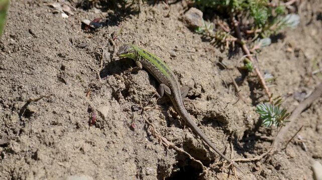 A small lizard on the ground. Close-up