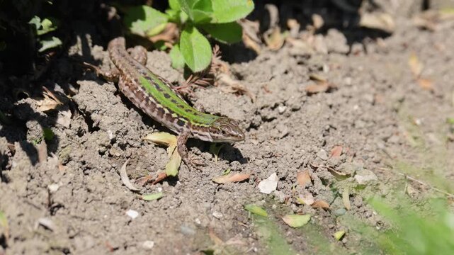 A small lizard on the ground. Close-up