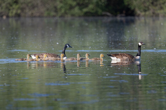 Une famille d'oies bernaches
