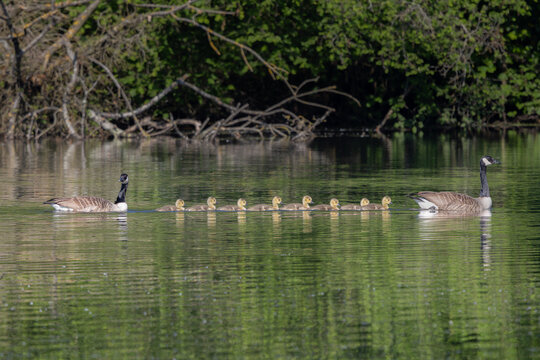 Une famille d'oies bernaches