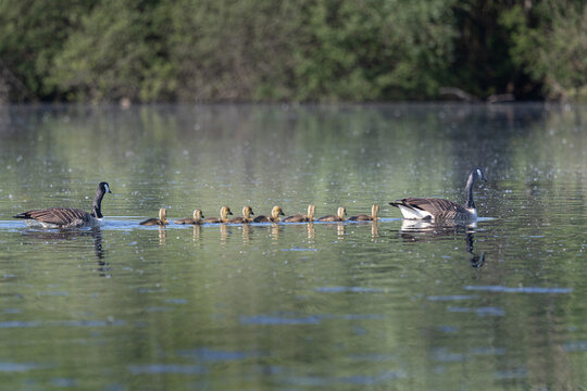 Une famille d'oies bernaches