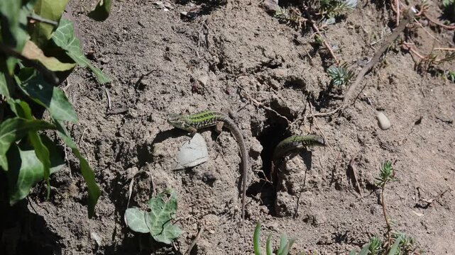A small lizard on the ground. Close-up