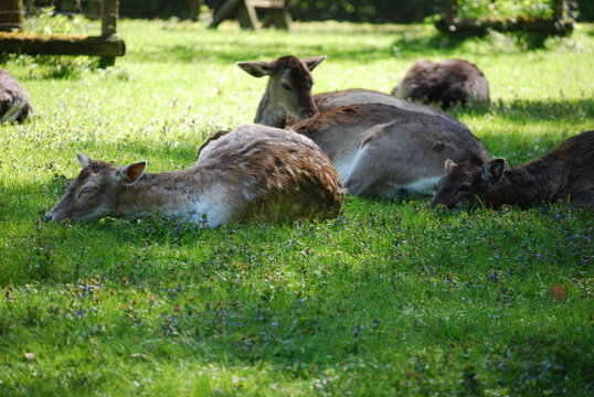 white tailed deer