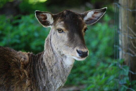 white tailed deer