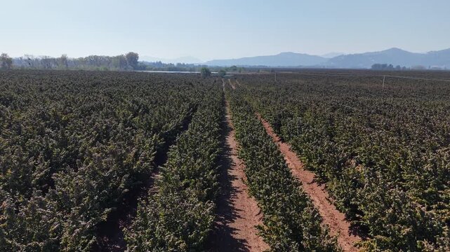 Aerial view of an industrial hazelnut plantation for global export in Chile.