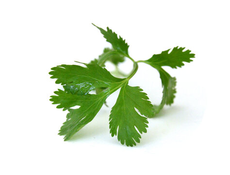 Coriander cilantro leaves isolated on white 
