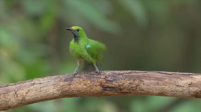 Slow motion video of golden fronted leafbird and taking bath. Soft background hints at lush, forested habitat. Bird's feathers gleam with subtle iridescence
