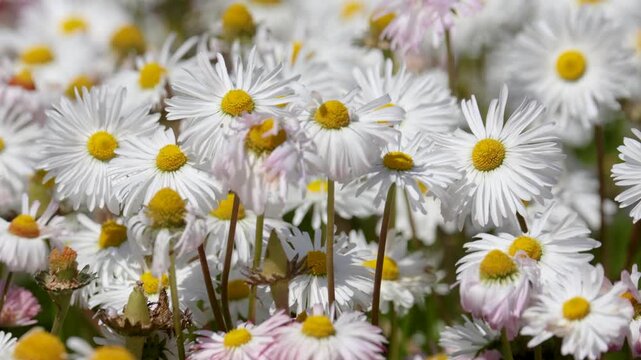 A close-up of a flowerbed with colorful blooming daisies