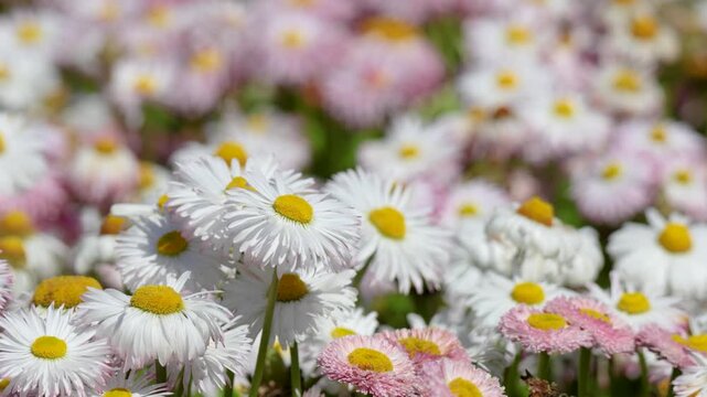 A close-up of a flowerbed with colorful blooming daisies