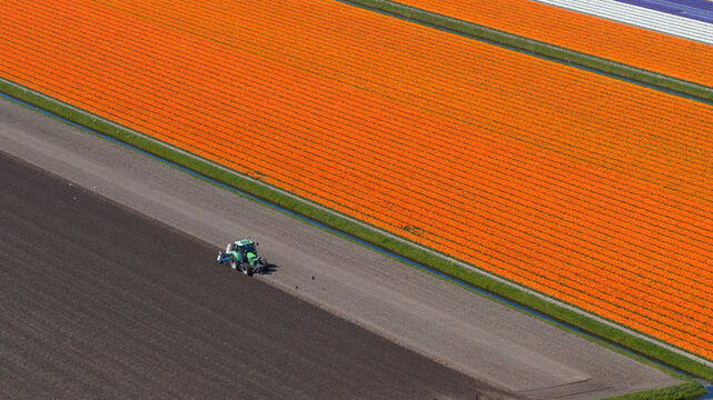 Aerial view of a green tractor plowing a dark soil field adjacent to vibrant orange tulip rows under bright daylight Heiloo, North Holland, Netherlands.