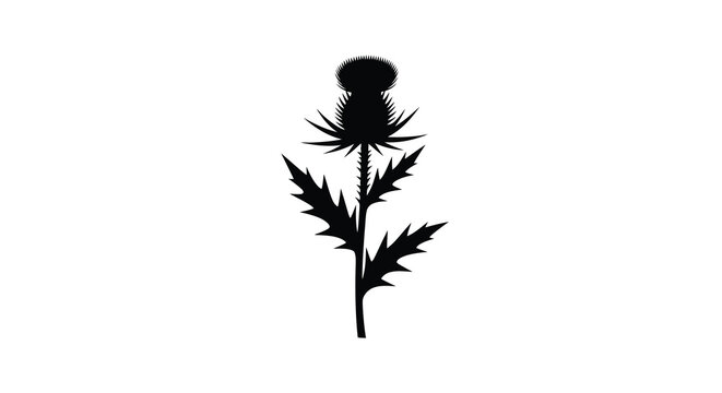 Thistle plant silhouette against a white background