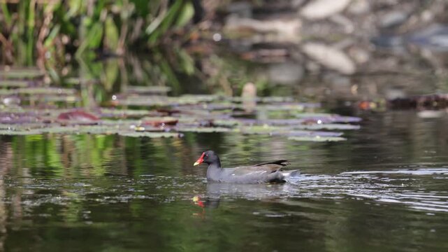 A common moorhen swims across a lake. Close-up