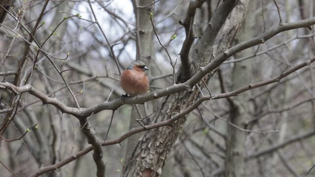 A male Common chaffinch sits on the tree