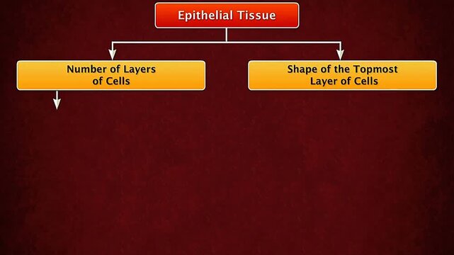 Types of epithelial tissue