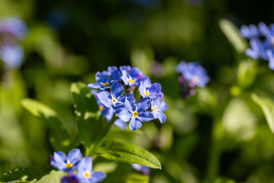Forget-me-nots, Myosotis sylvatica, Myosotis scorpioides. Blue little forget me not flowers. Spring blossom background. Close-up 